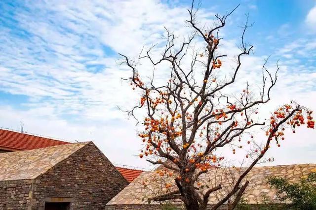 跟着色彩游临沂 | 柿子熟了・田园采摘之旅，承包你的秋日快乐