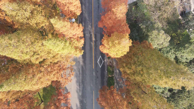 气温渐凉，扬州各地水杉迎来最佳观赏期！