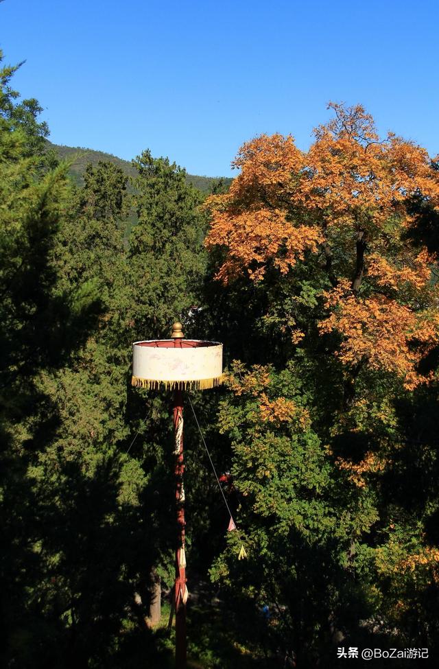 打卡香山寺，800年古松伴殿宇，10元超值！