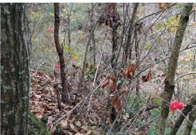 监守自盗! 2024年, 湖北一护林员在山里架980米电网, 冰柜中搜出肢体