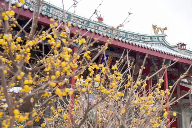 此刻！烟台花花花花花开了