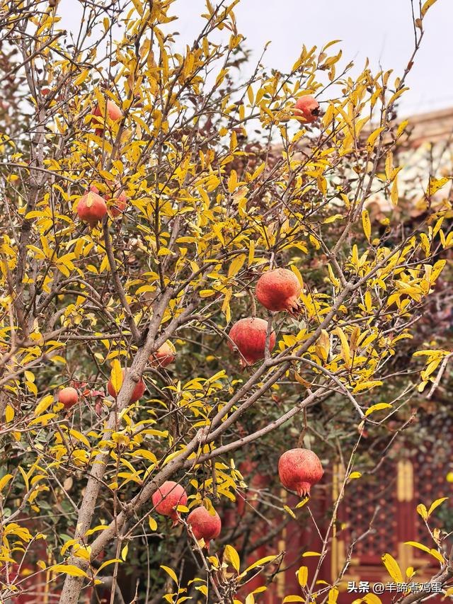 秋风独宠一园菊，晚来香艳出樊篱——北京北海公园2025年菊花展