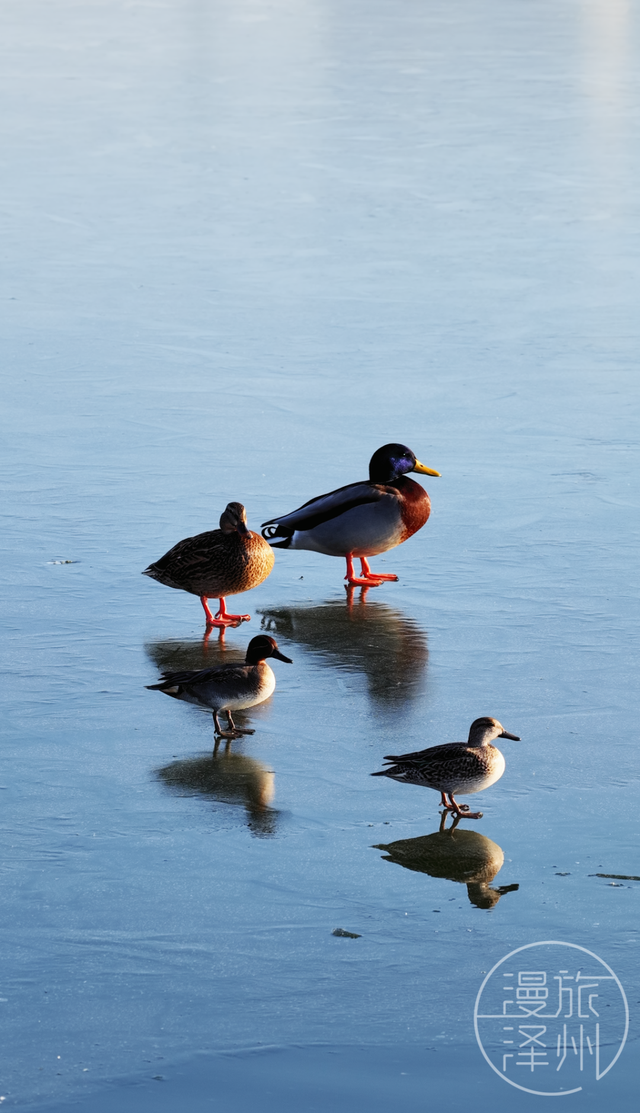 新年过后，泽州来了一群“稀客” →