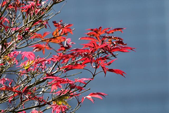 最近没时间逛月湖？来屏上赏秋，别错过这美景！