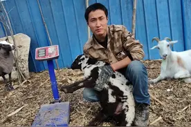 养羊人注意，买羊的时候，这五种羊尽量不要买图片
