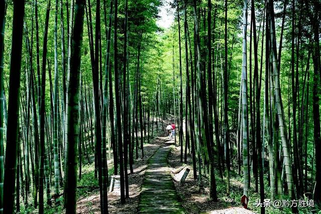 中国竹林面积最大的县在贵州，面积达123万亩，已是国家森林公园