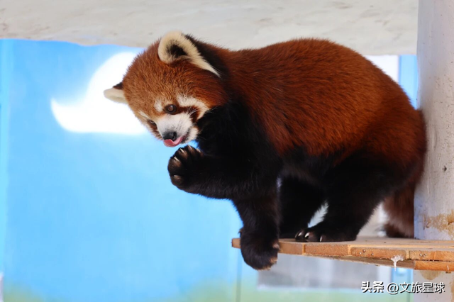 免费吃！免费看！半价玩！栾川竹海野生动物园推出春节巨献