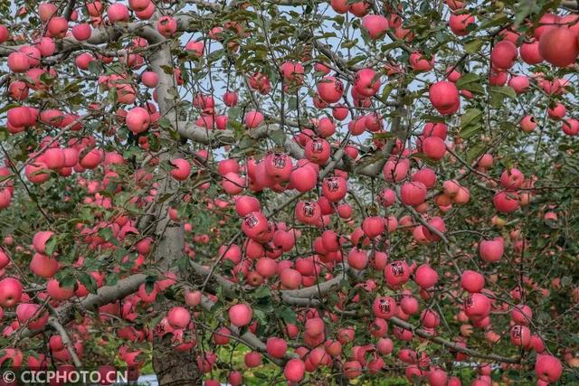 运城周末遛娃天花板!亲子采摘甜翻时光~
