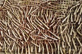 农村不要钱的小竹笋，制作成笋干卖100元一斤，为何没农民愿意干图片