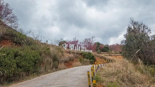 昆明市区冬樱花树下连猪都能自由奔跑的世外桃源