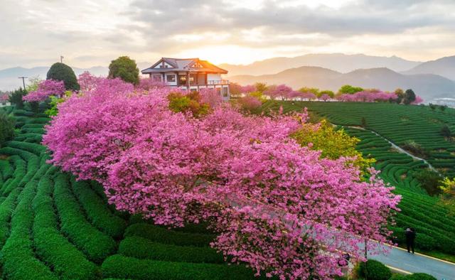 龙岩周末去哪儿｜看游龙、赏樱花，本周末必冲的两大惊喜目的地→