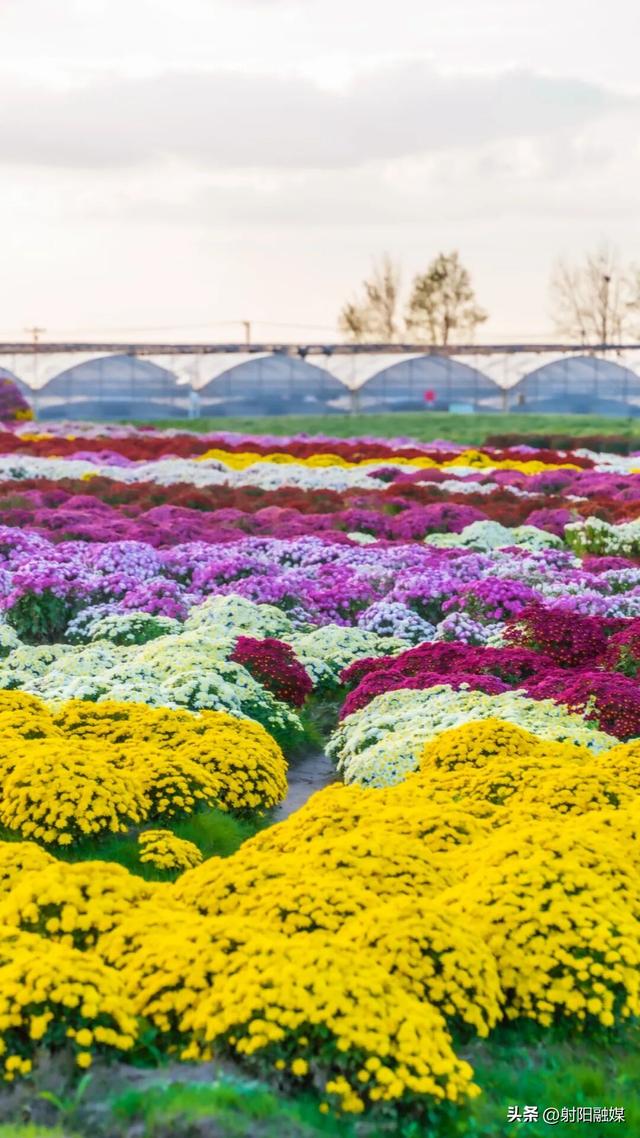 看完这朵看那朵🤩