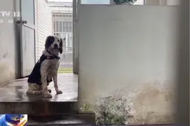 再见“酷熊” 你好“飞机”~这个新老警犬交接充满仪式感图片