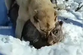 牧羊犬单挑野狼，以一犬之力，将自己体型相当的野狼活捉图片