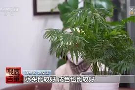 5888元捡漏“翡翠手镯”？其实是20元的石英岩染色……图片