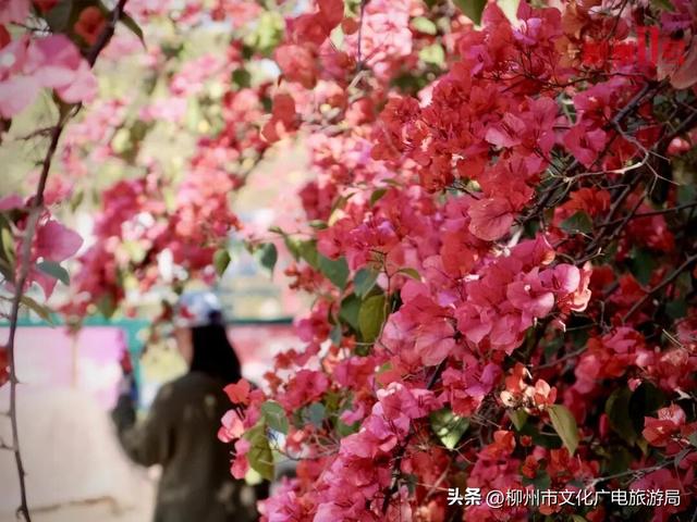 满城缤纷！蟠龙路、西堤路……柳州这些地方太好拍！春日赏花地图出炉