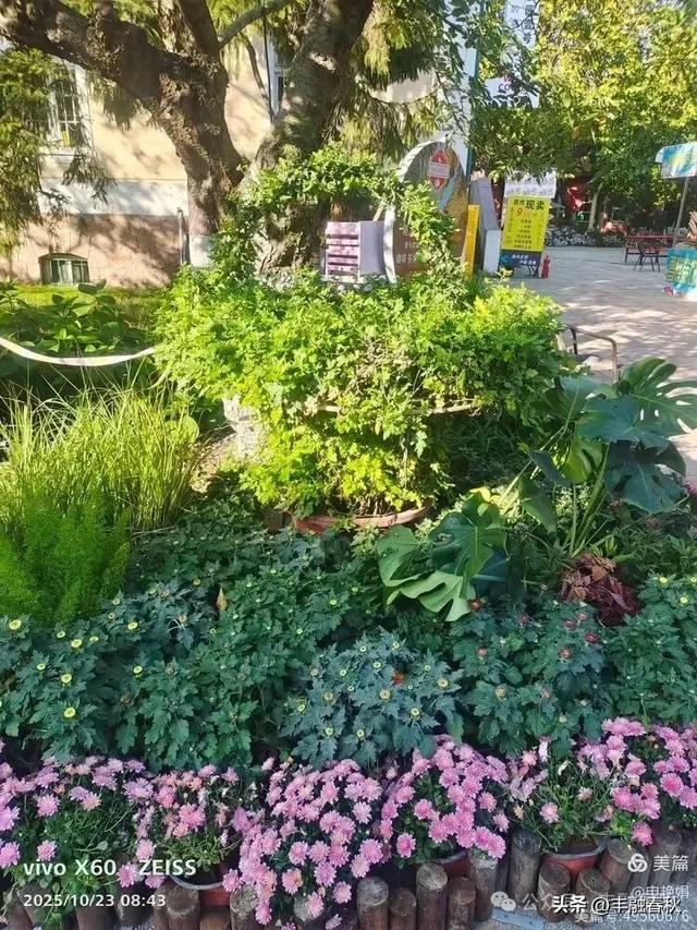 菊绽秋阳里，暗香绕中山｜申艳娟