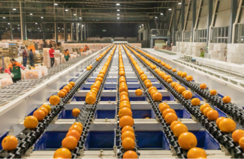 跨越千里的新奇特水果：揭秘百果园的全球直采“寻鲜地图	”