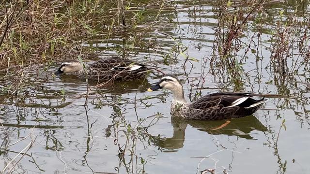 南宁花卉公园里有人“养鸭”?赏花听到湖里有鸭叫声,咋回事?