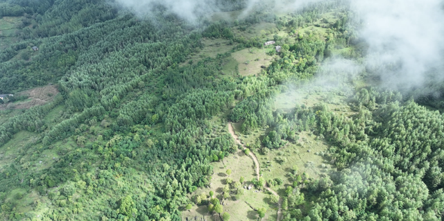 岁月守绿 “森森”不息——探秘甘肃小陇山国家级自然保护区