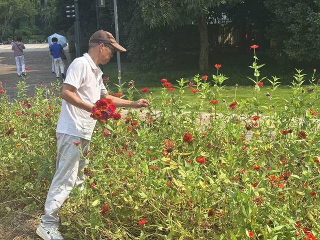 马鞍池公园邀市民当一回采花匠 一束花成了公园敞开大门的“钥匙”