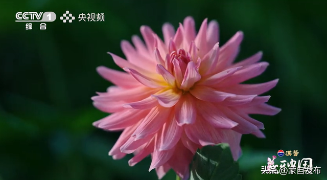 蒙自花开上央视！诚邀晒图，评论区专“宠”鲜花！