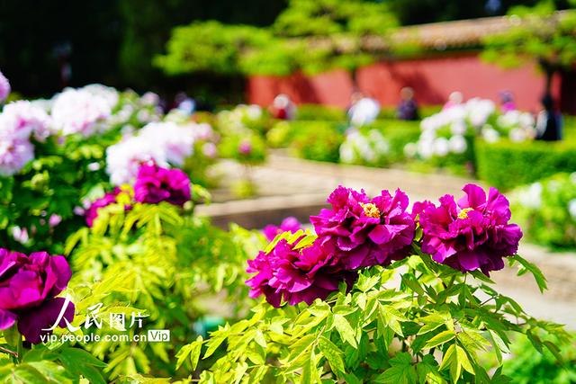 北京：景山公园牡丹进入最佳观赏期