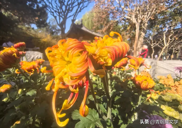 趵突菊韵 锦绣泉城