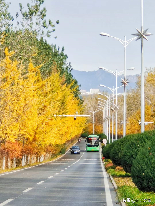 收藏！秦皇岛“银杏观赏地图”出炉，这八处胜地解锁璀璨深秋~
