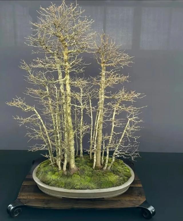 丛林盆景制作技巧｜把“微型森林”搬回家，丛林盆景这么做超简单
