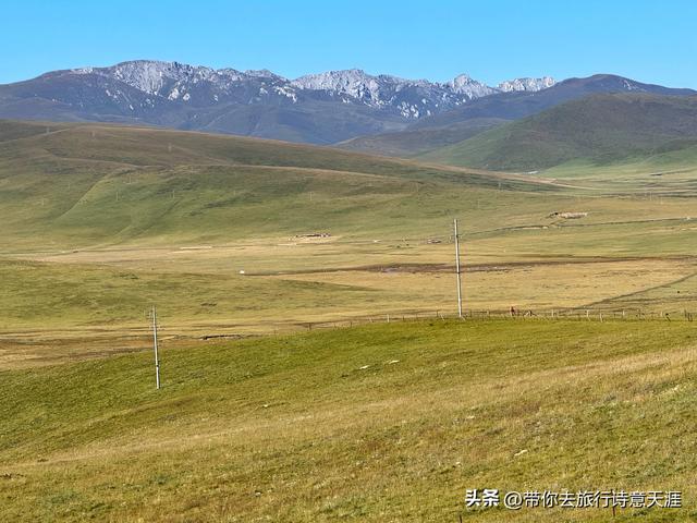 甘南郭莽湿地的野生自然风光