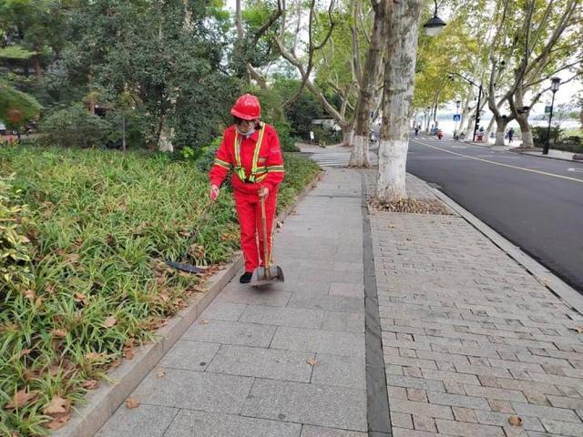 西湖景区“落叶不扫”已开始，4条道路等你打卡
