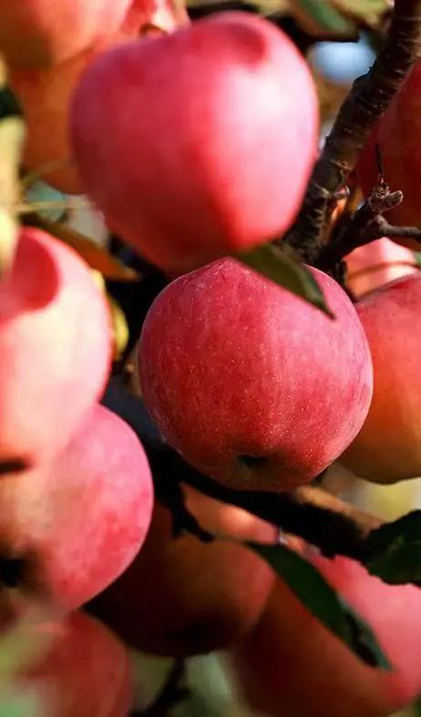 运城周末遛娃天花板！亲子采摘甜翻时光～