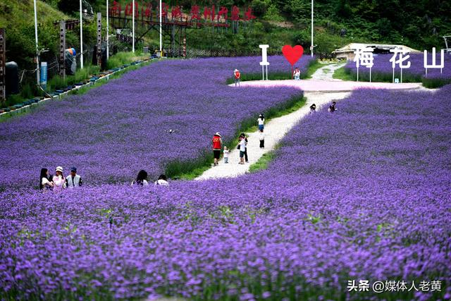 六盘水梅花山雪道变“紫色花海”避暑纳凉添新景