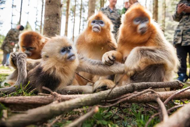 世界自然遗产、物种基因库、北纬31°绿色奇迹——神农架旅游攻略