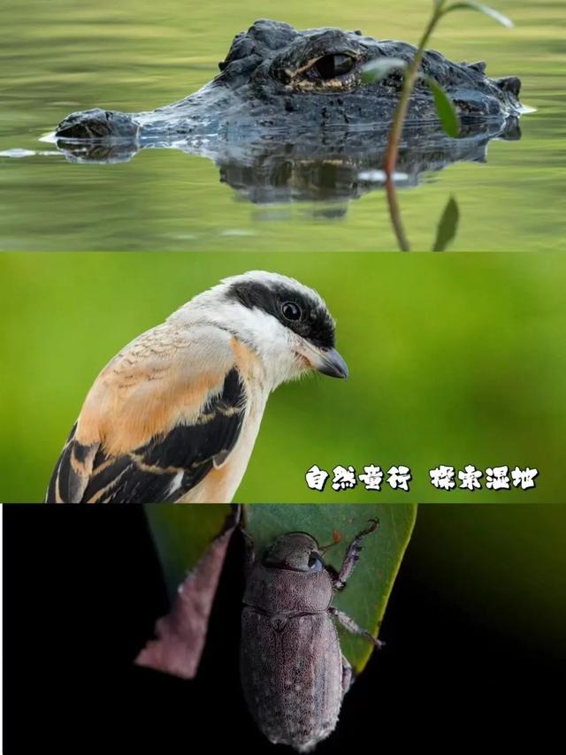 初冬逛沪郊!奉贤、崇明限时优惠来啦