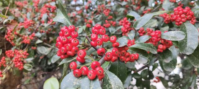 红满枝头!凤鸣公园火棘果红,你来与不来美就在那里!