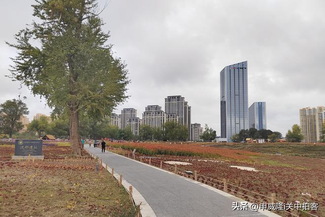 西宁市：走进沈那遗址公园