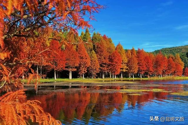 初冬氛围感出片计划,走起!昆明这份打卡攻略速速收藏→