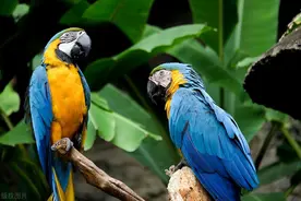 蓝黄金刚鹦鹉和太阳锥尾鹦鹉的人工繁育技术和种群规模如何？图片