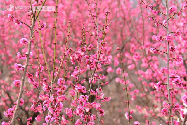 开啦!西安周边两处赏梅秘境,花开满屏VS品种多多,快去赏花走!