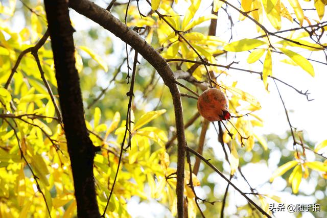 上海：120多年前从古桥石缝中“钻出”的石榴树如今硕果挂枝头