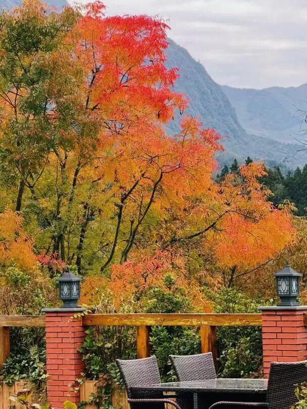 @全国中小学生：这个秋假，免门票畅玩碧峰峡！来与动物交朋友，打卡领熊猫奖牌啦！