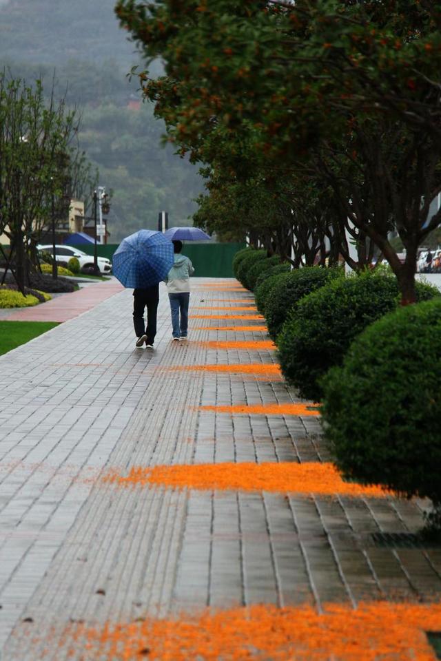 一场秋雨万点黄