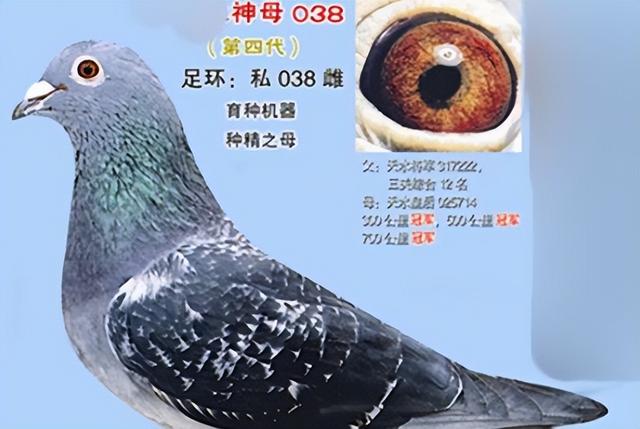 极端近亲配：育种成功的关键