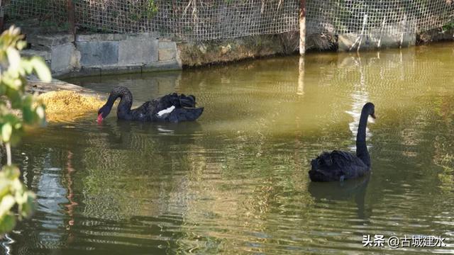 黑天鹅在建水五龙湖的前世与今朝
