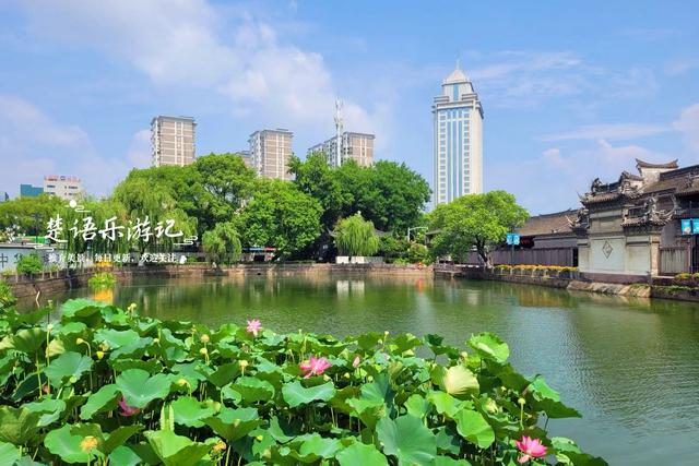 浙江宁波最具诗意的风景，荷花亭台相互映衬，古韵盎然景美如画