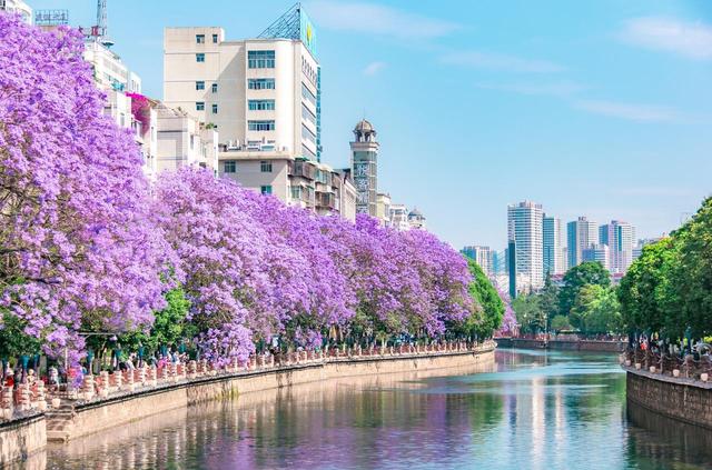 3-5月赏花季，9个优质赏花目的地，应季花海正鲜艳