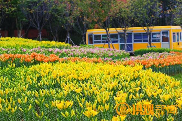 南昌凤凰沟“多彩百合海”进入盛花期添彩节假好时光