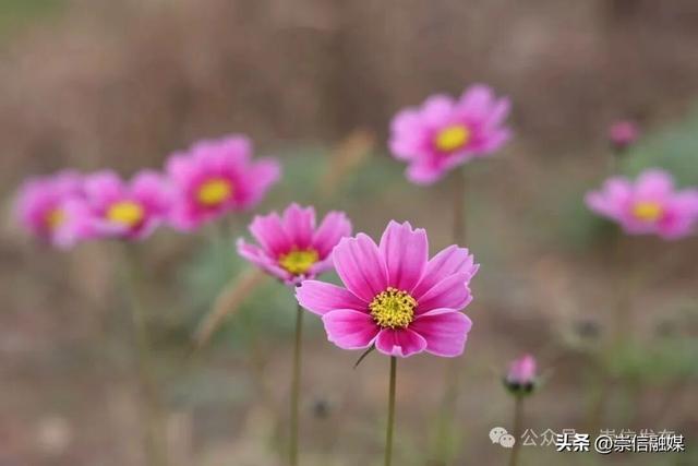 初冬汭河，摇曳一岸诗意时光